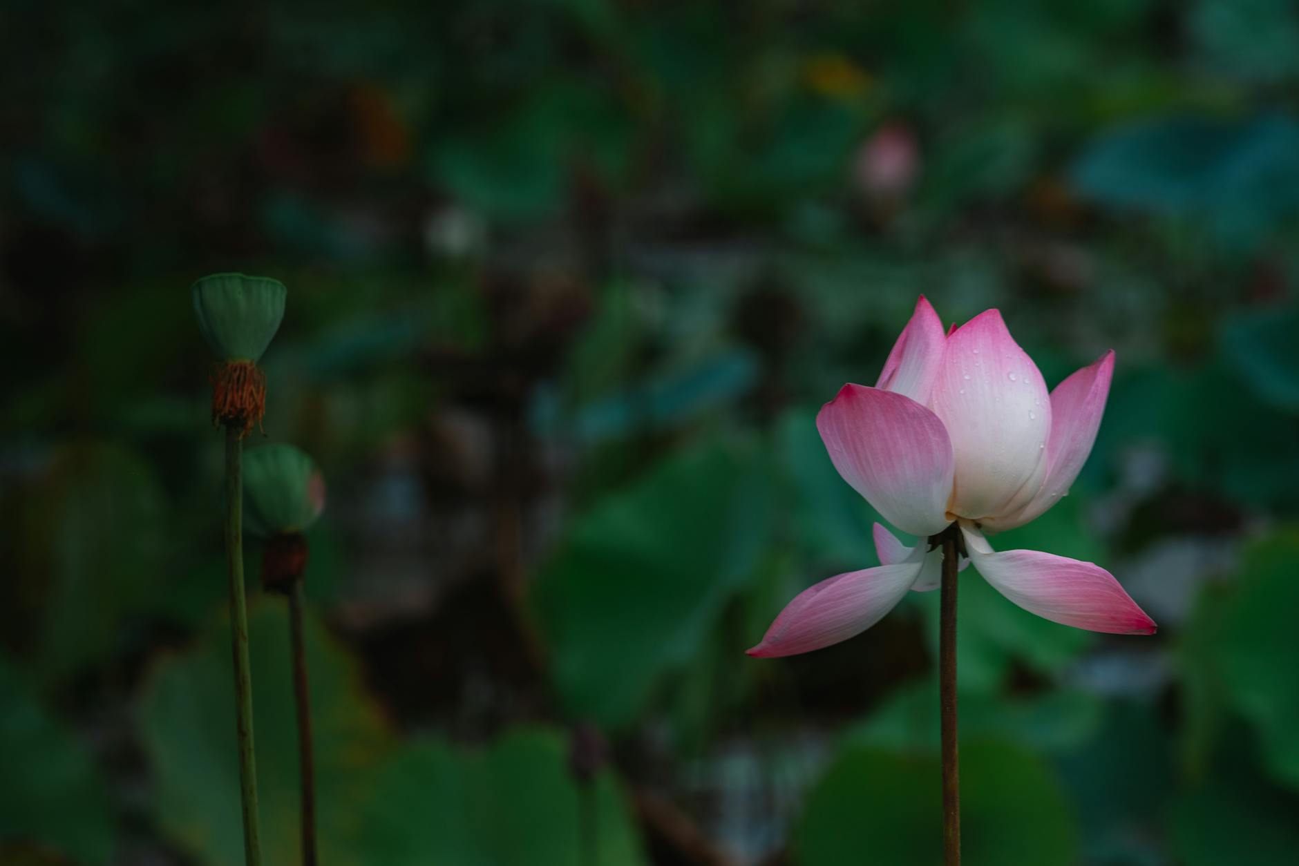 Fleur de lotus : botanique, effet de purification et naissance du symbolisme — fleur de lotus en fleur dans l'eau
