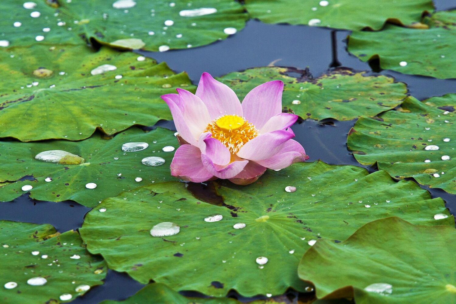 La fleur de lotus, signification spirituelle et symboles à travers les cultures