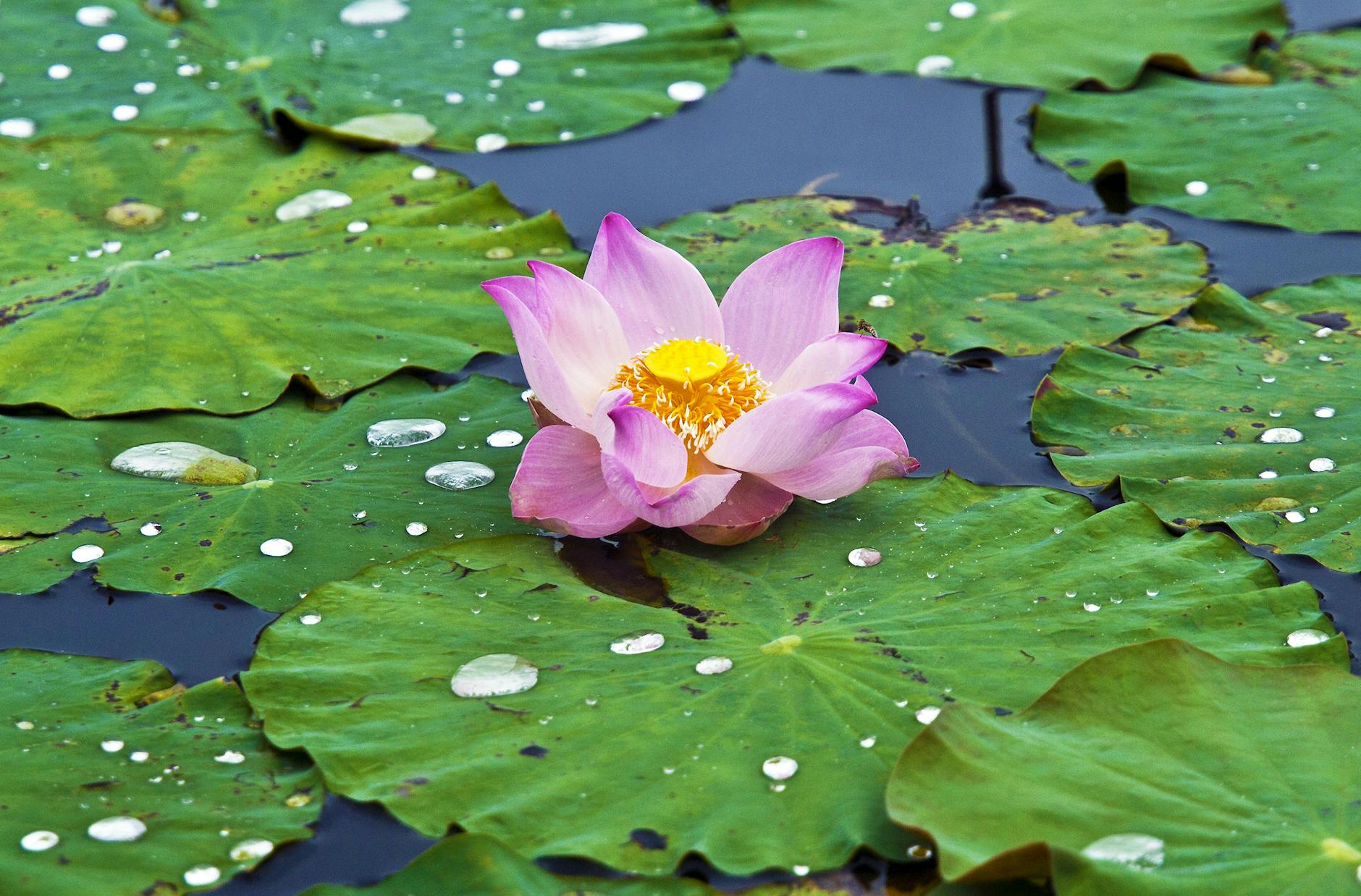 La fleur de lotus, signification — fleur de lotus en fleur dans l'eau